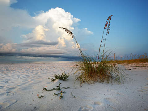 Seaoats waiting on the storm