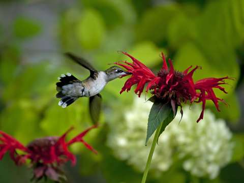 Hummer summer