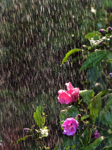 Sun shower