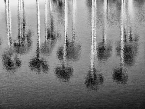 Palm tree reflections florida