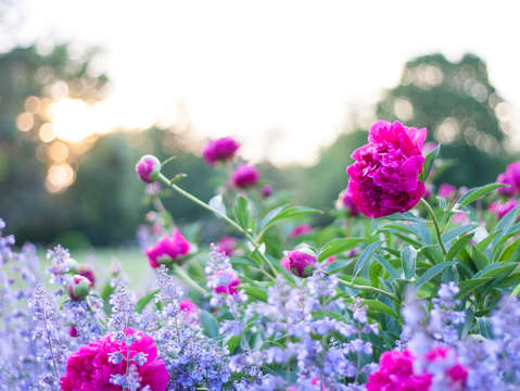 Untitled flower 1