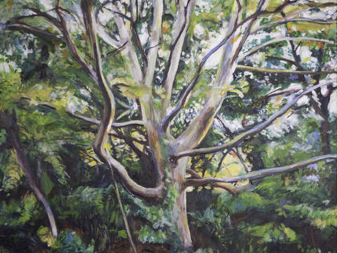 Julie's Sycamore