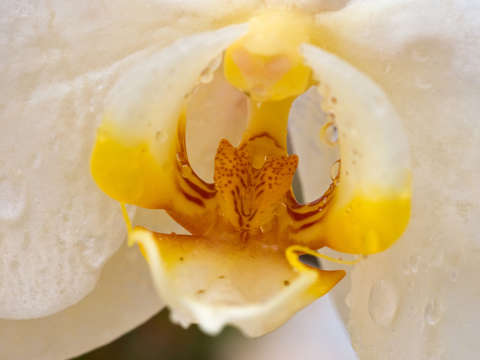 White orchid center