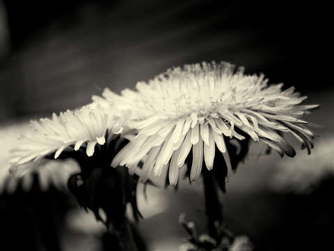 Dandelion ii