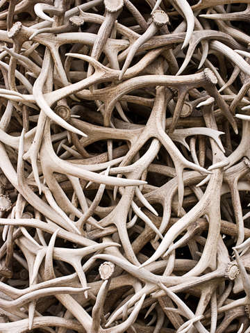 Elk antlers in jackson wyoming 2