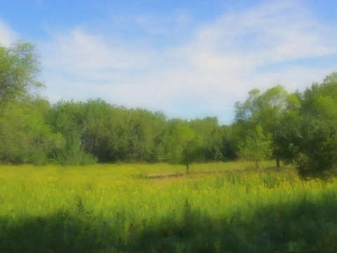 Tree in a field of goldenrod