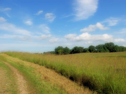Trail through the fields