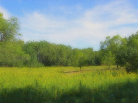 Grove of Trees