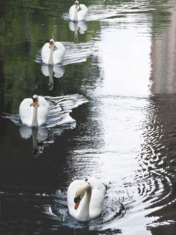 Swans