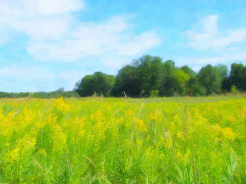 Goldenrod
