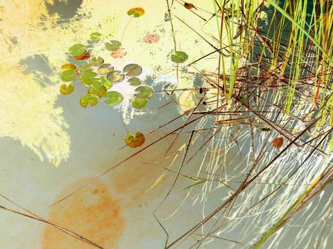 pond