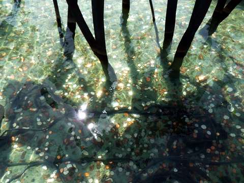 wishing well