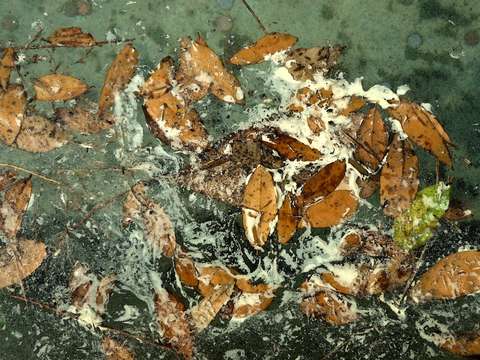 Fall leaves 2
