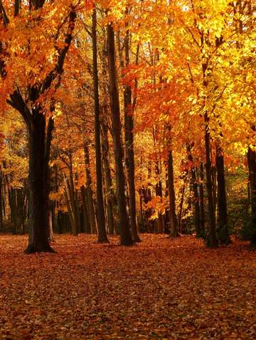 fall in the forest