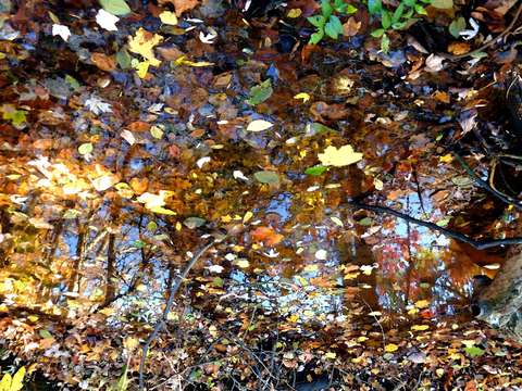 Leaves in the river