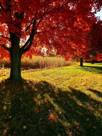 Red leaf 2