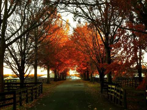 Red and orange trees down the path