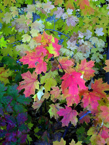 Fall leaves 14