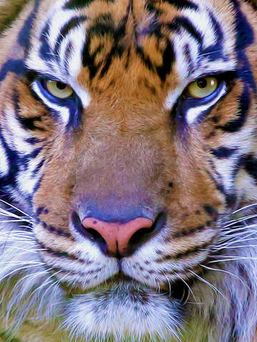 Eyes of the tiger