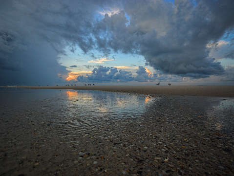 Standing tall in the approaching storm