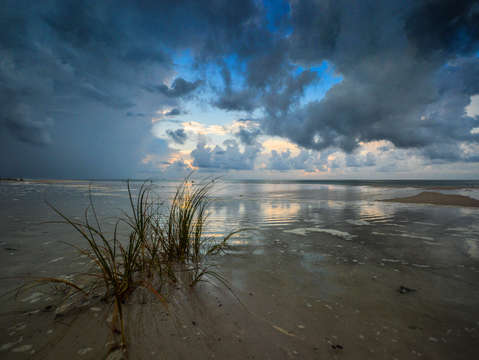 Grasses in the storm