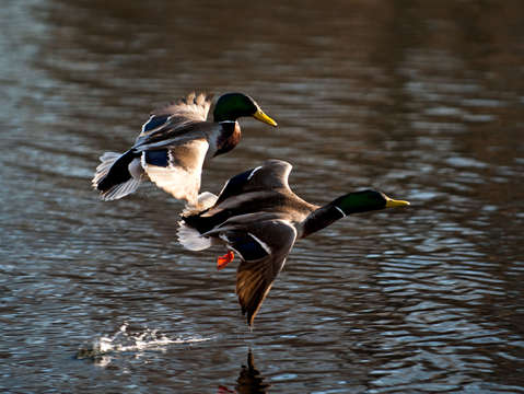 Duck series 962014836