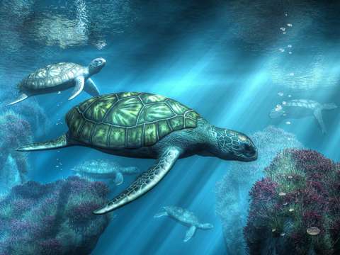 Sea turtles