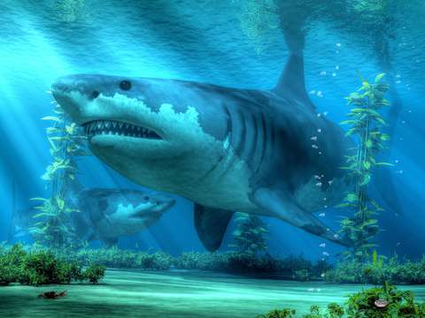 The Biggest Shark