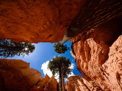 Trees in bryce canyon