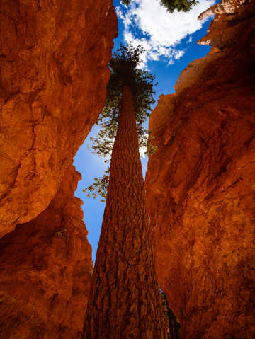 Trees in bryce canyon 2