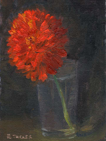 Red zinnia 2