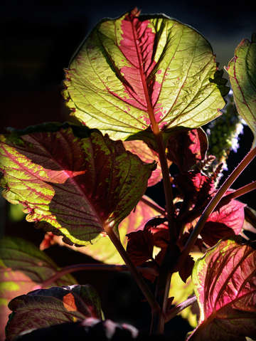 Coleus