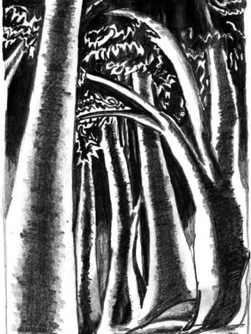 Dark forest