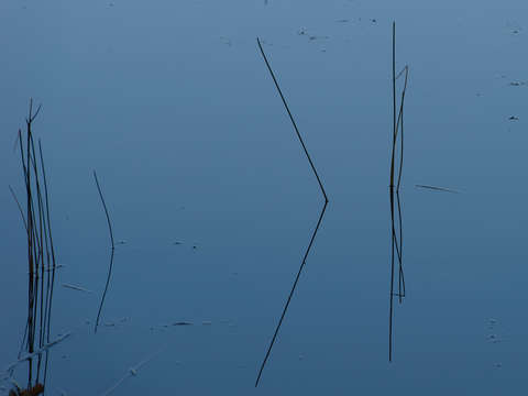Reeds 2