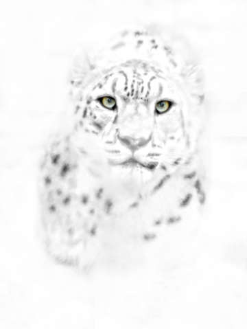 Leopard eyes
