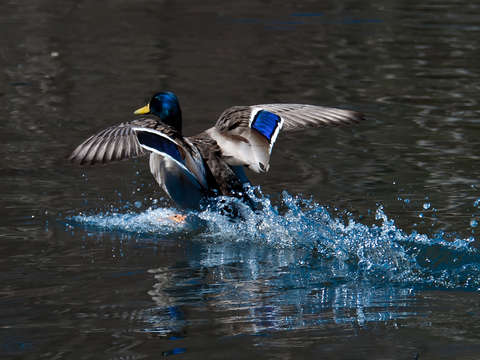 Duck series 2014