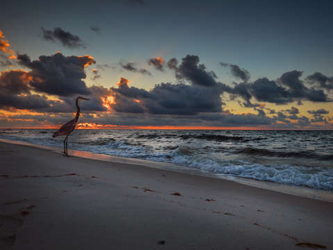Heron sunrise