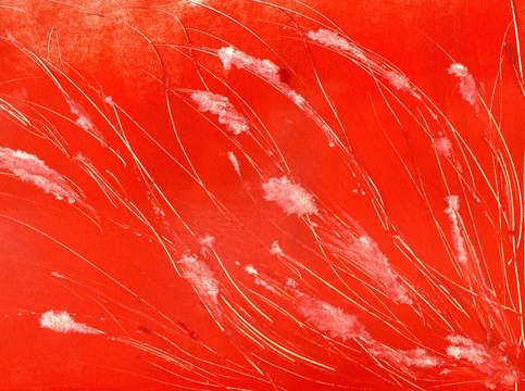 Pond grass in red
