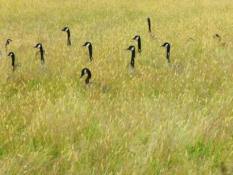 Hiding in plain sight