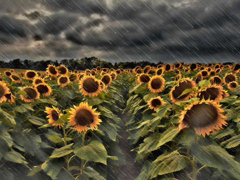 Rainy Sunflowers