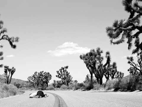 Untitled joshua tree