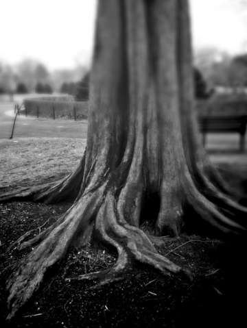 Oozing tree