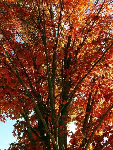 Multicolored leaves 10