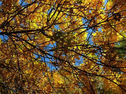 Multicolored leaves 13