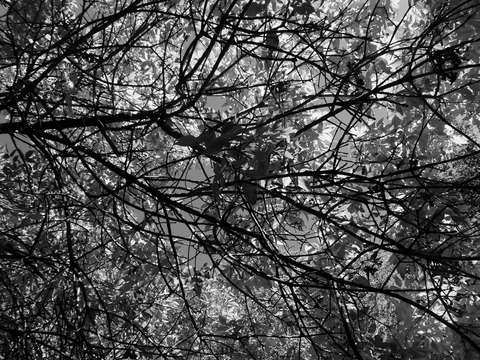 multicolored leaves 13 black and white