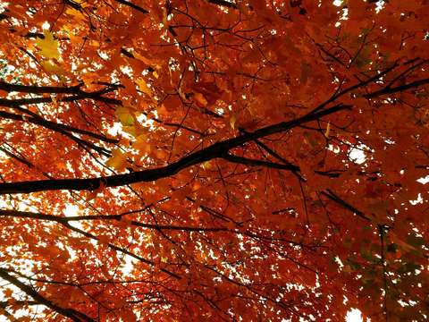 Multicolored leaves 14