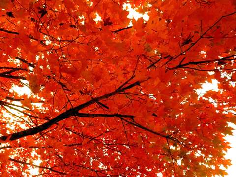 multicolored leaves 15