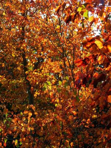 Multicolored leaves 16