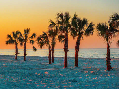 Palm trees on gulf state beach 2