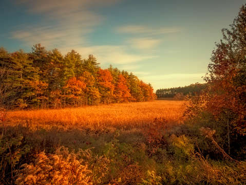 Golden field maine